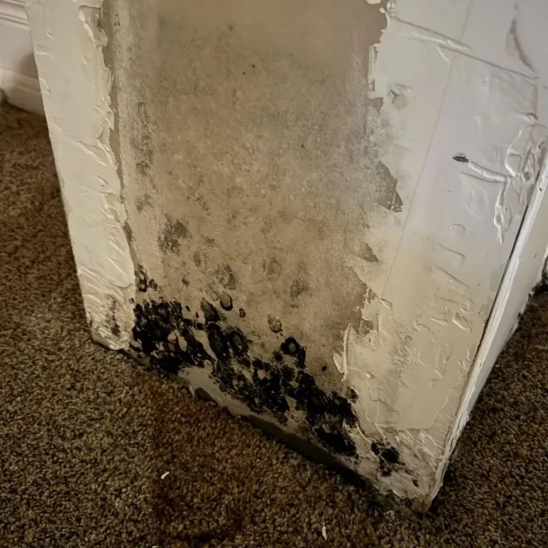 Professional Mold Removal in Maury, NC